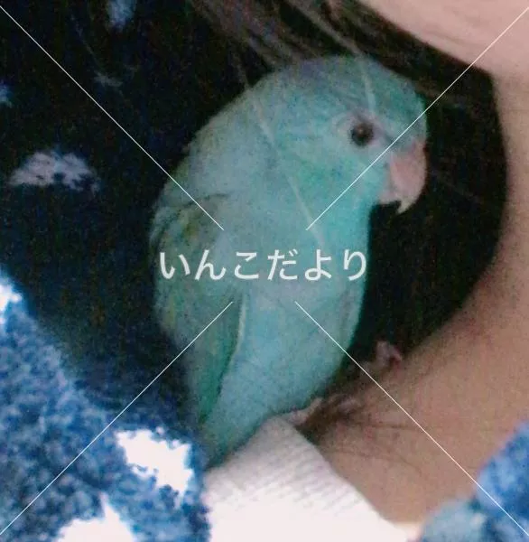迷い鳥の写真