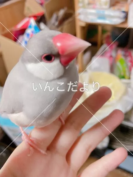 迷い鳥の写真
