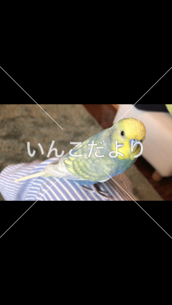 迷い鳥の写真