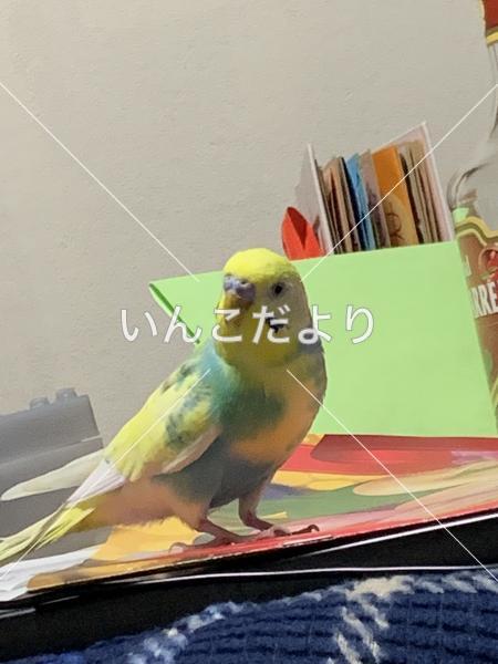 迷い鳥の写真