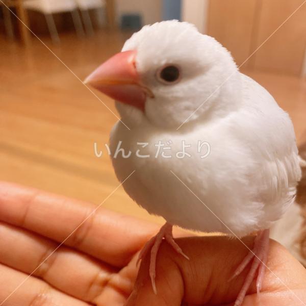 迷い鳥の写真