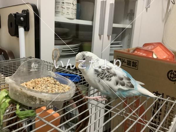 保護鳥の写真
