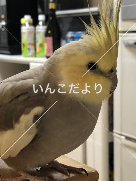迷い鳥の写真
