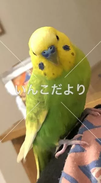 保護鳥の写真