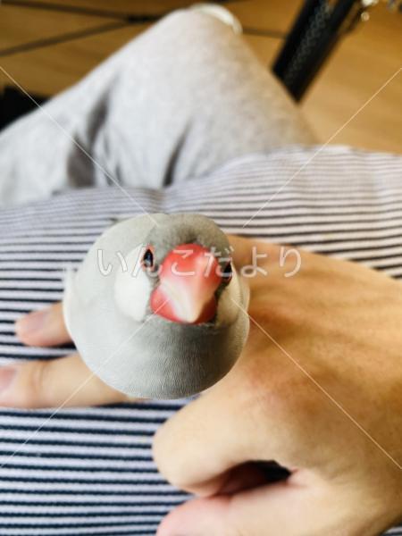 迷い鳥の写真