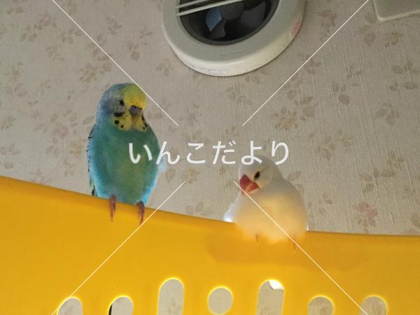 迷い鳥の写真