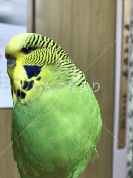迷い鳥の写真