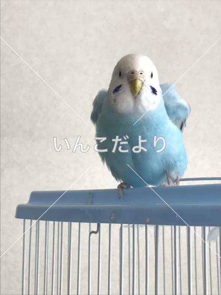 迷い鳥の写真