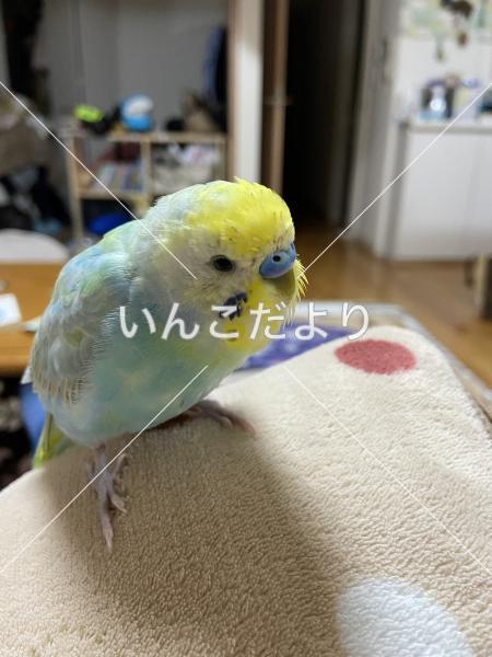 迷い鳥の写真
