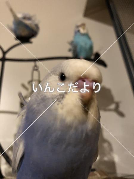 迷い鳥の写真