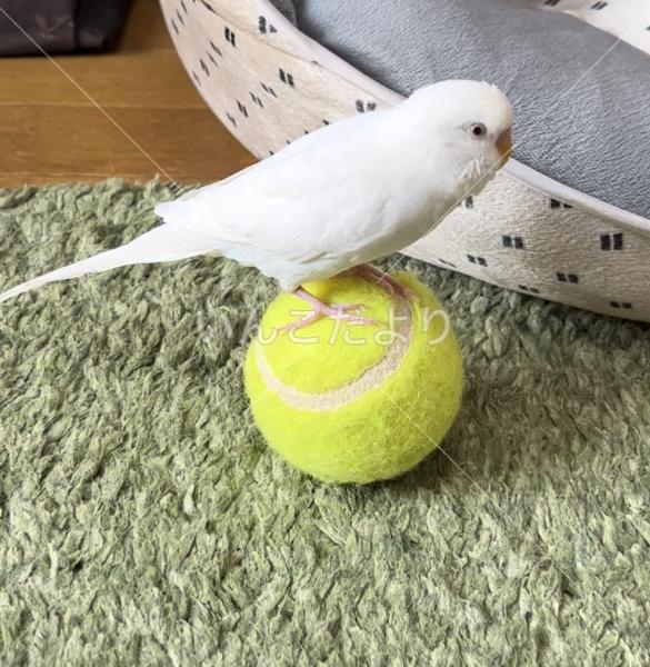 迷い鳥の写真