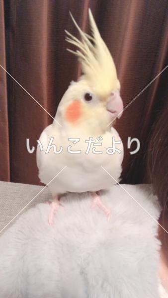 迷い鳥の写真