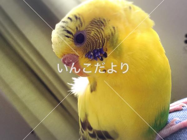 迷い鳥の写真
