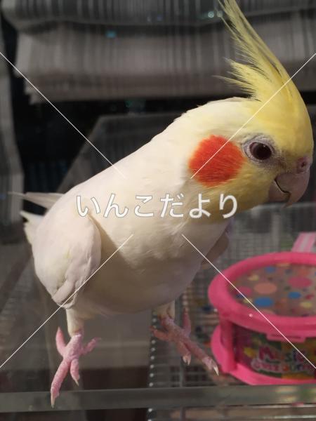 迷い鳥の写真