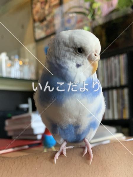 保護鳥の写真