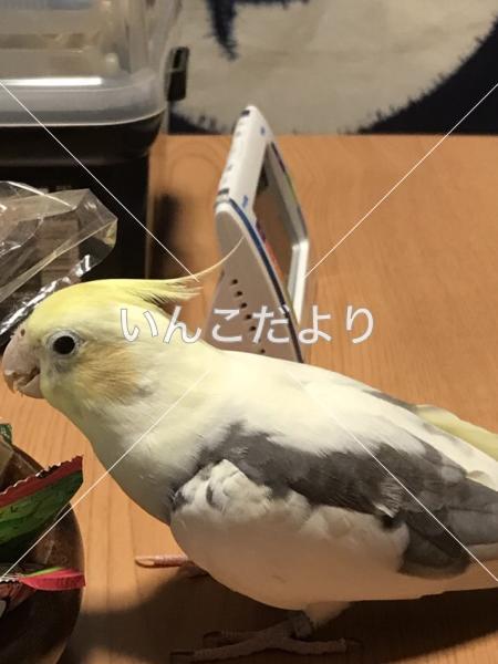 迷い鳥の写真