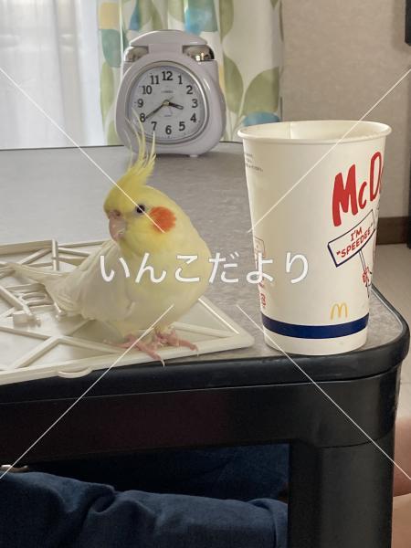 迷い鳥の写真