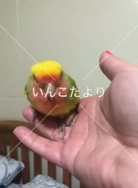 保護鳥の写真