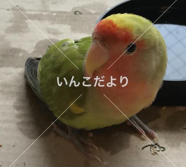 保護鳥の写真