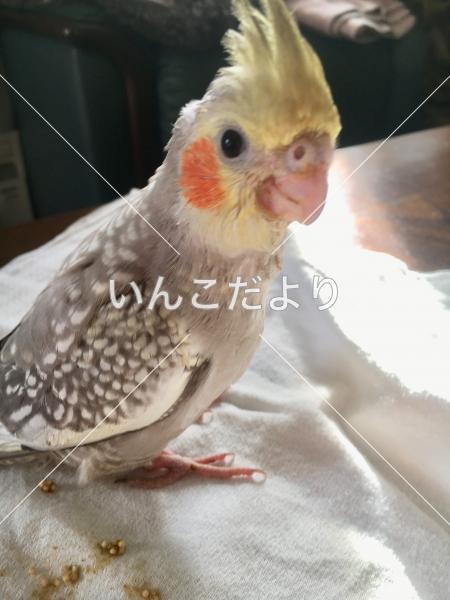 迷い鳥の写真