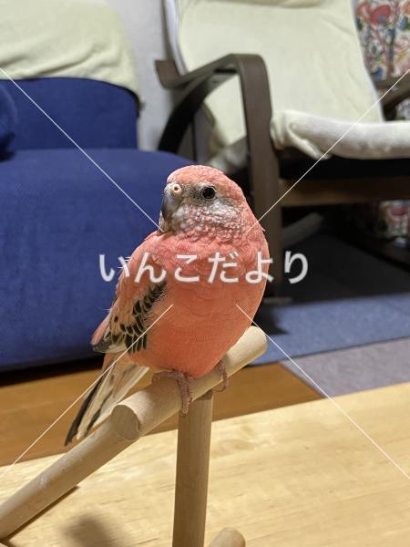 迷い鳥の写真
