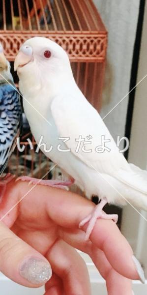迷い鳥の写真