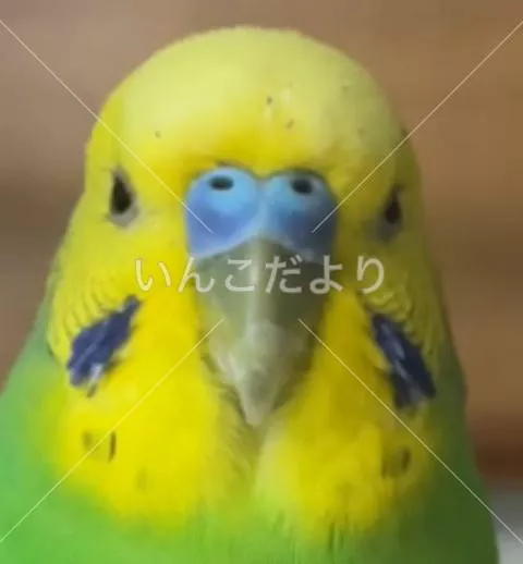 保護鳥の写真