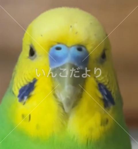 保護鳥の写真