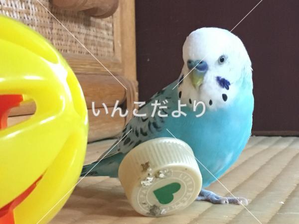 迷い鳥の写真