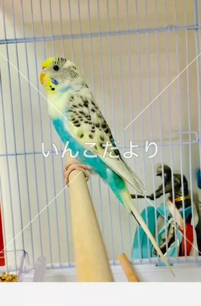 保護鳥の写真