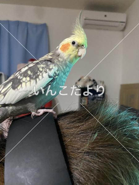 迷い鳥の写真