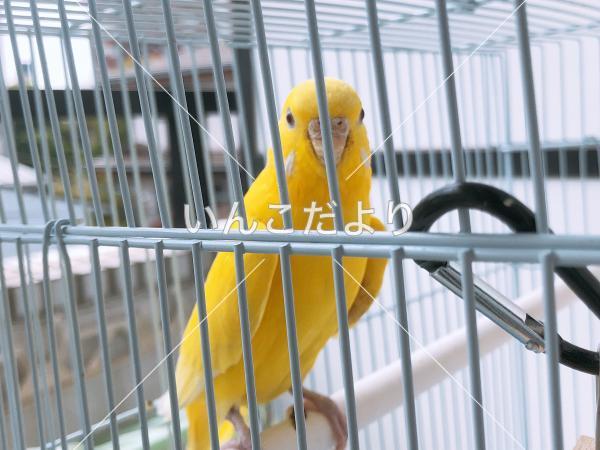 迷い鳥の写真