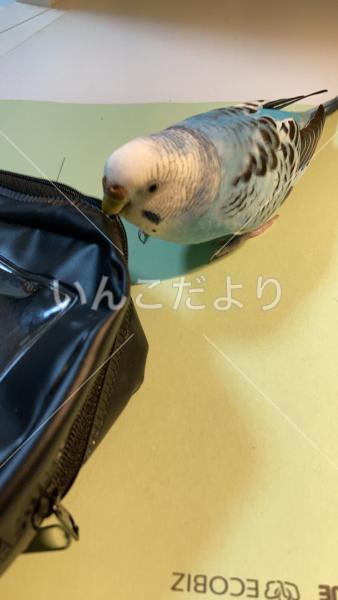 迷い鳥の写真