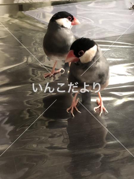 迷い鳥の写真