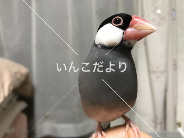 迷い鳥の写真