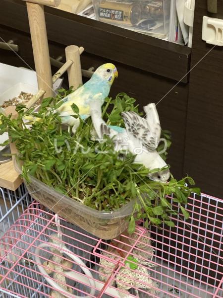 迷い鳥の写真