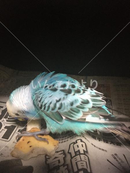 保護鳥の写真