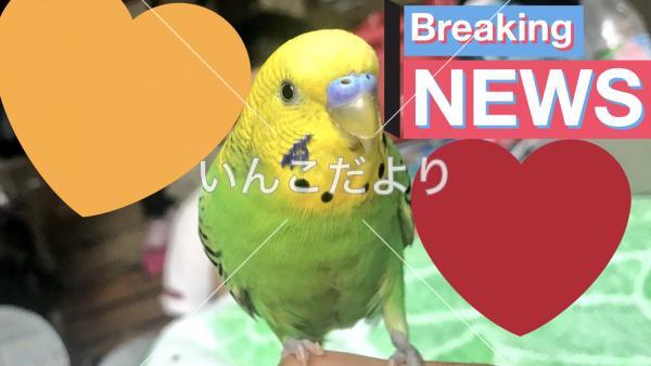 迷い鳥の写真