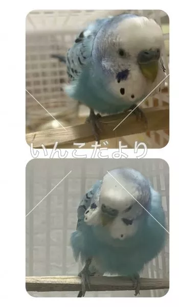 保護鳥の写真