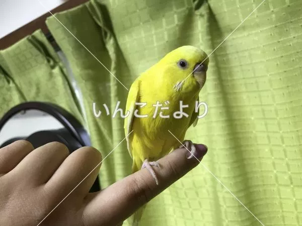 保護鳥の写真