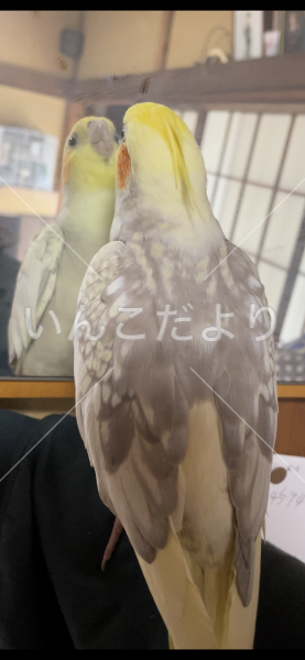 迷い鳥の写真