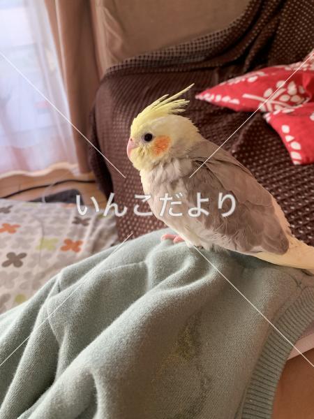 迷い鳥の写真