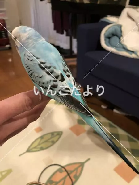 保護鳥の写真