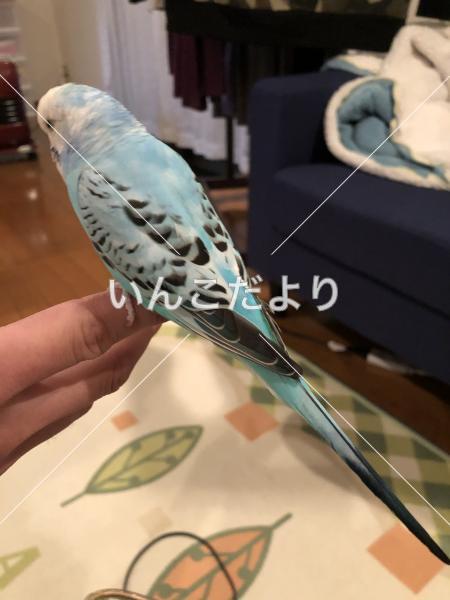 保護鳥の写真
