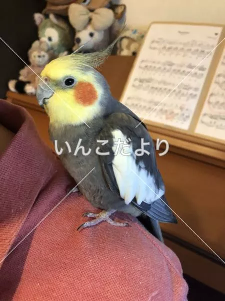 保護鳥の写真
