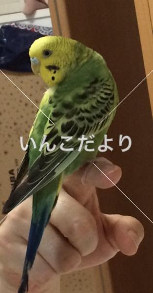 迷い鳥の写真