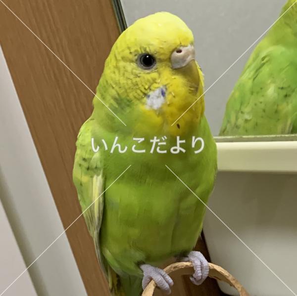 迷い鳥の写真
