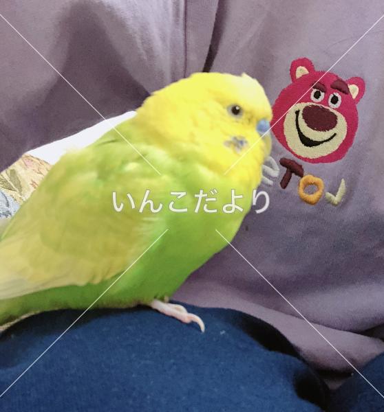 迷い鳥の写真