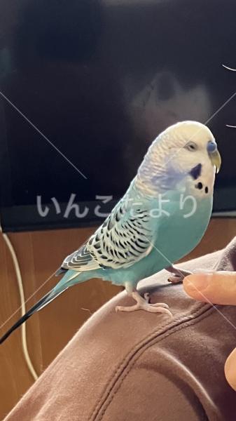 迷い鳥の写真