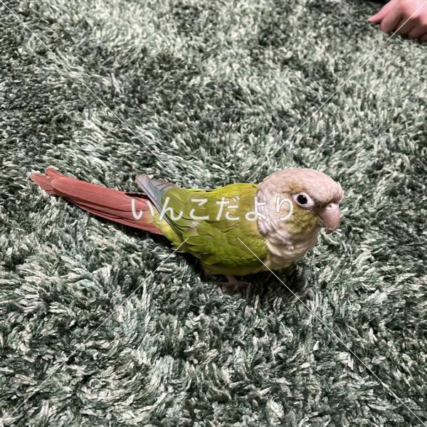 迷い鳥の写真